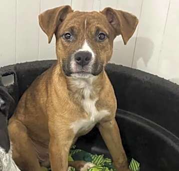 Photo of Roo