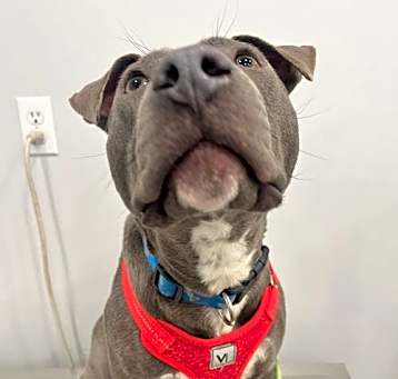 Photo of Roxy
