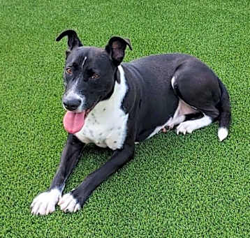 Photo of Daisy