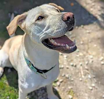 Photo of Piper