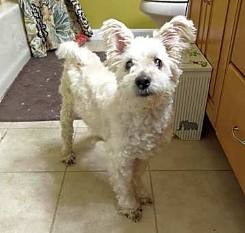 Photo of Romeo