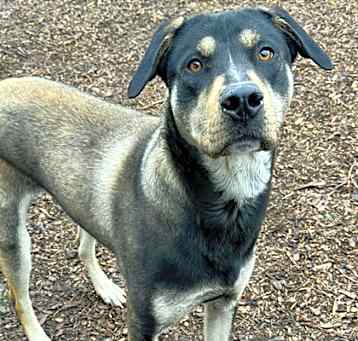 Photo of Max