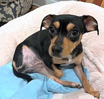 Photo of Perdita