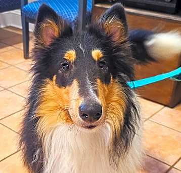Photo of Willow