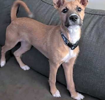 Photo of Pebbles