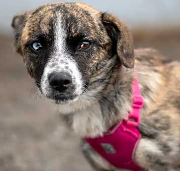 Photo of Ruby