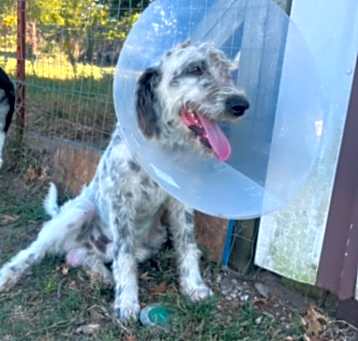 Photo of Blue