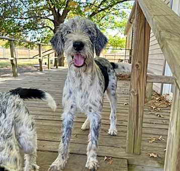 Photo of Romeo