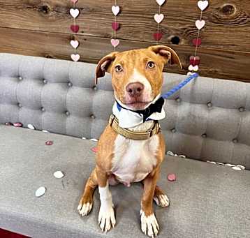Photo of Copper