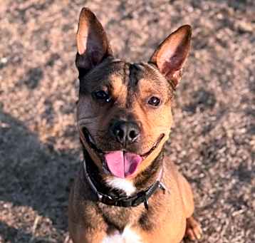 Photo of Rigby