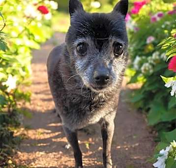 Photo of SWEETIE