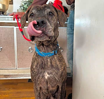Photo of LOUIE in NY to meet & greet!