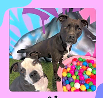 Photo of **Bonded Pair** Lexi & Libby