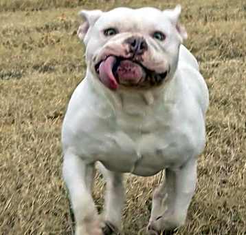 Photo of Dogbert