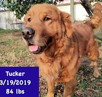 Photo of Tucker