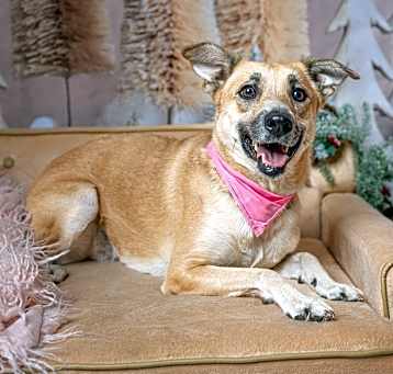 Photo of Wanda (Marvel Litter)