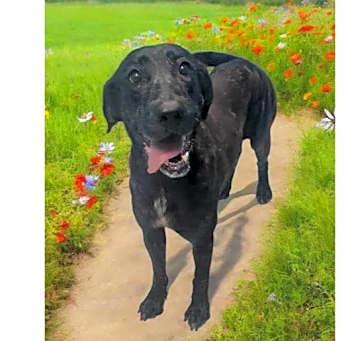 Photo of Violet ***RESCUE CENTER***