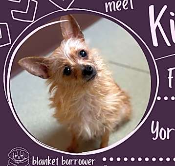 Photo of Kiwi