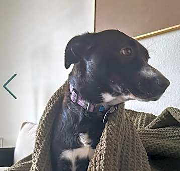 Photo of Onyx