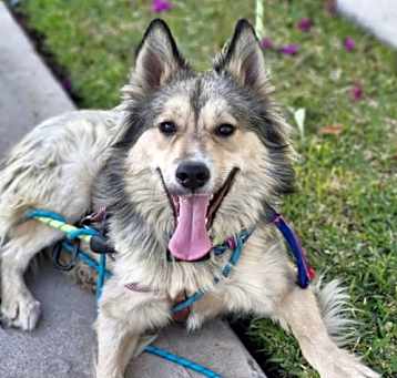 Photo of Whisky