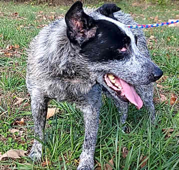 Photo of Ol’ Blue