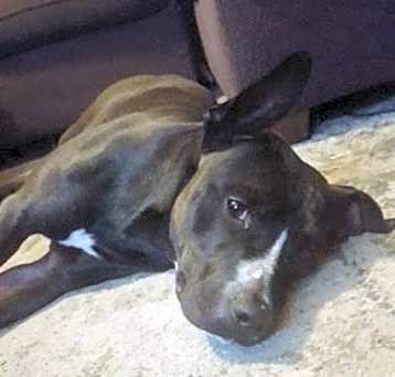 Photo of REBEL