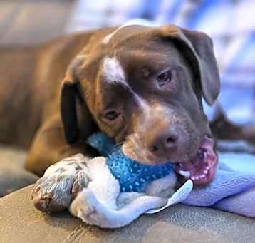 Photo of Linus