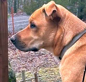 Photo of Buddy