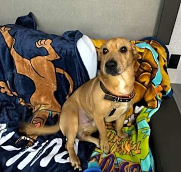 Photo of Sarge