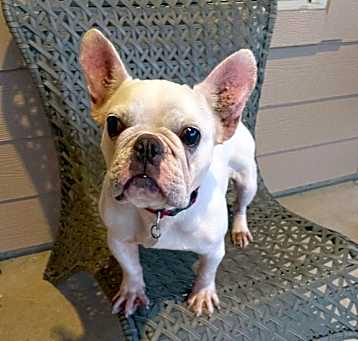 Photo of Penny