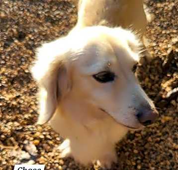 Photo of Chase