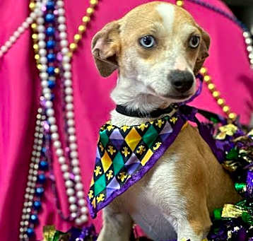 Photo of Mardi