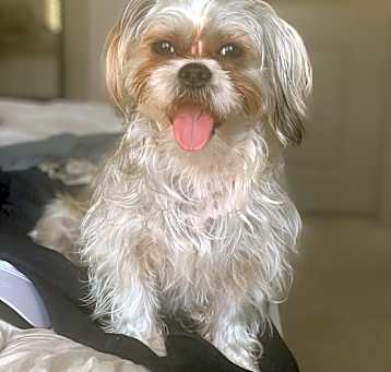 Photo of Bella