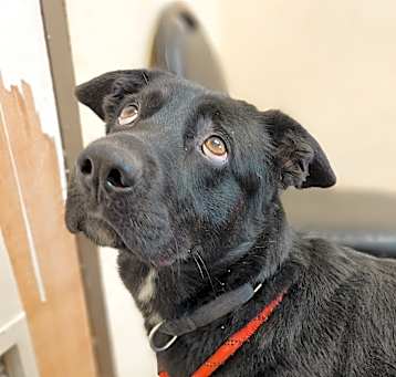 Photo of Pepper
