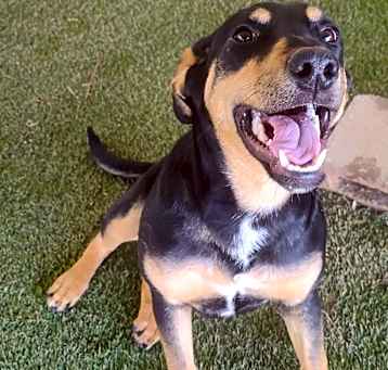 Photo of Brandy (aka Brady)