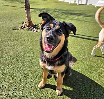 Photo of Georgia (Emmy/Loofy) LA Fire Dog