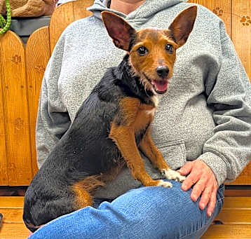 Photo of Socks