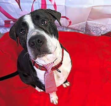 Photo of Murdock