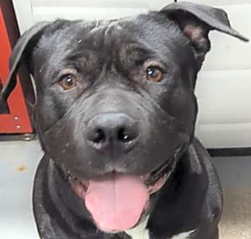 Photo of Midnight