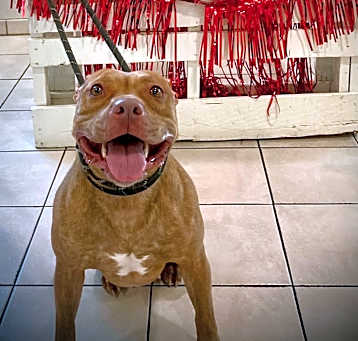 Photo of Buttercup
