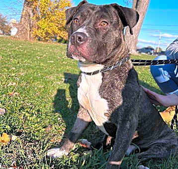Photo of Chino
