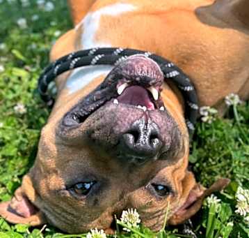 Photo of Skye