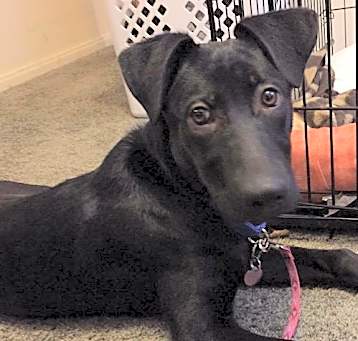 Photo of Rocky-ADOPTED