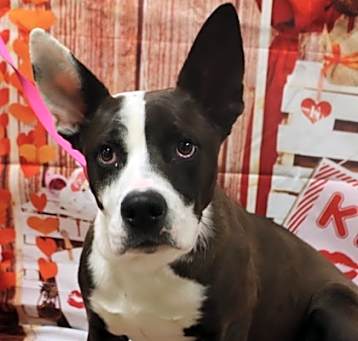 Photo of Adoptable Buddy