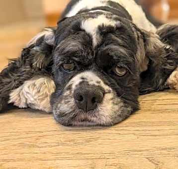 Photo of Millie