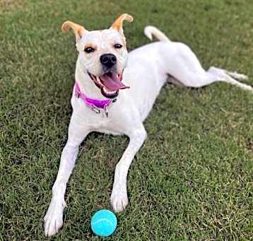 Photo of Sadie