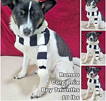 Photo of Romeo from Korea