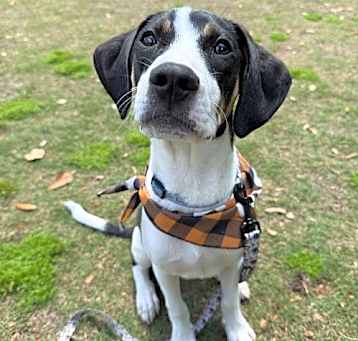 Photo of Lucky