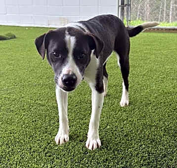 Photo of Bailey 1532