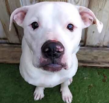 Photo of Snowball